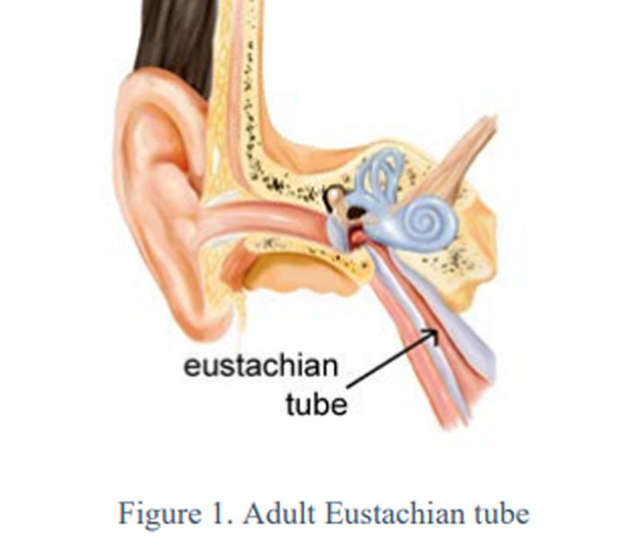 eustachian tube